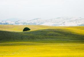 skön ensam grön vår träd i landsbygden fält omgiven förbi natur gul fält. springtime georgien vashlovani nationell parkera foto