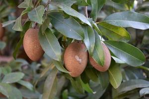 manilkara zapota, vanligen känd som sapodilla, sapota, chikoo, naseberry, eller nispero är en långlivade, vintergröna träd inföding till sydlig Mexiko, central Amerika och de Karibien. foto