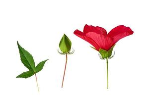 uppsättning av röd blomning hibiskus knopp, grön blad och oblåst låda foto