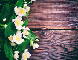 grenar av blomstrande jasmin med vit blommor foto