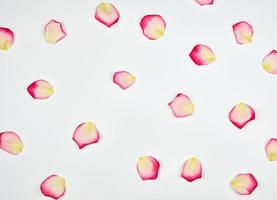 spridd kaotiskt rosa kronblad på en vit bakgrund foto