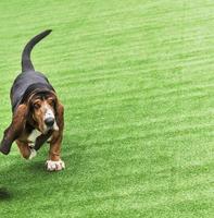 löpning vuxen brun hund basset hund på en grön beläggning foto