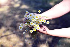 bukett av vit fält chamomiles i kvinna hand foto