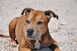 rödhårig amerikan grop tjur terrier foto