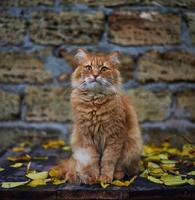 stor röd fluffig katt sitta på de gata foto