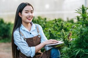 porträtt av asiatisk kvinna marijuana forskare kontroll marijuana cannabis plantage i cannabis odla, företag jordbruks cannabis. cannabis företag och alternativ medicin begrepp. foto