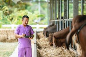 asiatisk ung jordbrukare man med läsplatta pc dator och kor i ladugård på mejeri odla. lantbruk industri, jordbruk, människor, teknologi och djur- hushållning begrepp. foto