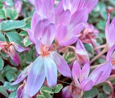 blomning och fading rosa krokusar i de trädgård foto