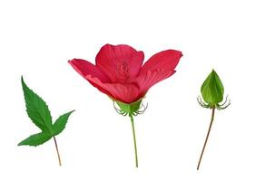 uppsättning av röd blomning hibiskus knopp, grön blad och oblåst låda foto