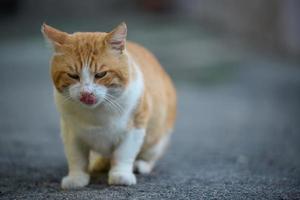 vuxen röd -hårig vit katt sitter på de gata foto