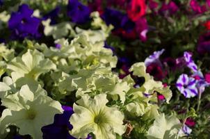 ljus grön petunia blommor foto