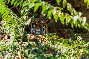 tiger vilar i de skugga stänga upp foto