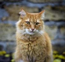 porträtt av en ledsen fluffig röd katt, foto