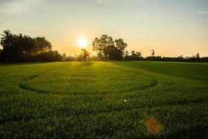 risfält vid soluppgång foto