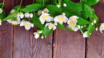 grenar av vit blomstrande jasmin med grön kronblad foto