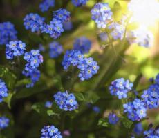 buskar med små blå blommor och grön löv i de Sol foto