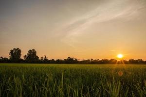 risfält vid soluppgång foto