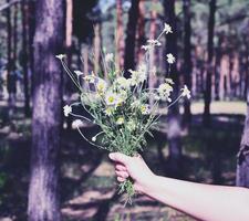 bukett av blomstrande vit daisy i en kvinna hand foto