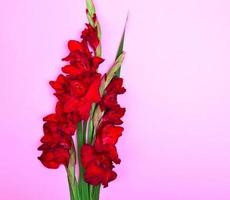 bukett av röd gladiolus foto