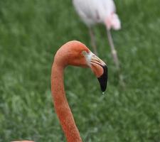 porträtt av en rosa flamingo foto