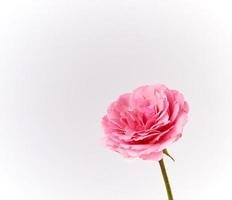 knopp av en blomning rosa reste sig på en vit bakgrund foto