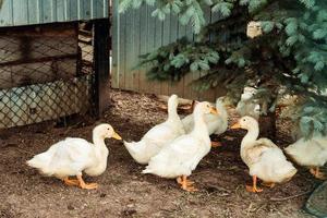 gul goslings promenad på de gata och knapra gräs under de dag foto