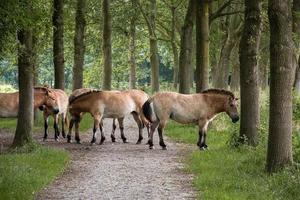 besättning av przewalskis hästar stående på en vandring spår i de nederländerna foto