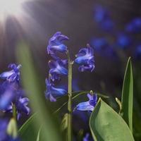 blomning blå hyacint i de trädgård på en sommar solig dag foto