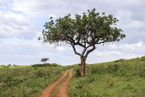 en skön korv träd kigelia africana i de savann av kenya i afrika. foto