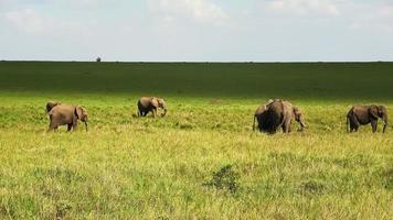 vild elefanter i de bushveld av afrika på en solig dag. foto
