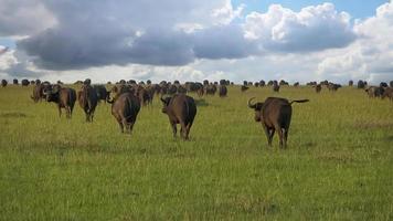 en besättning av buffel i de vildmark av afrika. foto