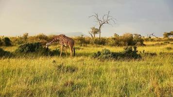 skön giraff i de vild natur av afrika. foto