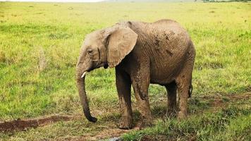 vild elefanter i de bushveld av afrika på en solig dag. foto