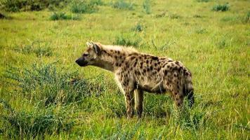 vild hyenor i de savann av afrika. foto