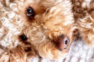 goldendoodle hund sällskapsdjur foto