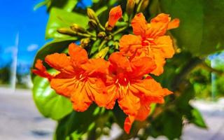 kou cordia subcordata blommande träd med orange blommor i Mexiko. foto