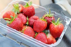 jordgubb växt odla, färsk mogen jordgubb fält för skörda jordgubbar plockning på plast låda i de trädgård frukt samlade in jordgubb i sommar foto