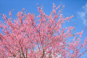 vild himalayan körsbär blomma skön rosa körsbär blomstrande blomma grenar på natur utomhus. rosa sakura blommor av thailand, drömmande romantisk bild vår, landskap foto