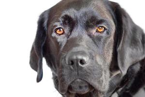 svart hund isolera på vit. labrador retriever med brun ögon porträtt. en sällskapsdjur, ett djur. foto