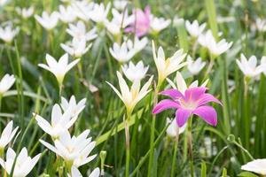 liten häxor blomma i trädgård foto