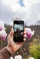 hand med smartphone tar Foto av knoppar av rosa magnolia blommor utomhus vår och blomning växter landskap trädgårdsarbete modern teknik fotografera på kamera telefon i parkera