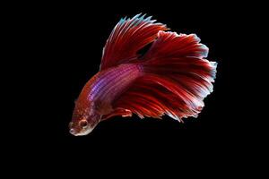 betta splendens på svart bakgrund foto