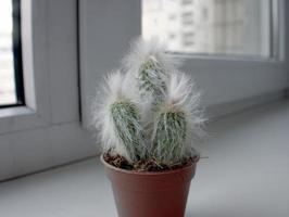 fluffig espostoa kaktus i ett orange pott på en fönsterkarm foto