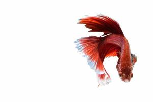 betta splendens på vit bakgrund foto