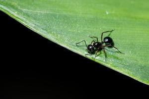 svart myra på ett blad foto