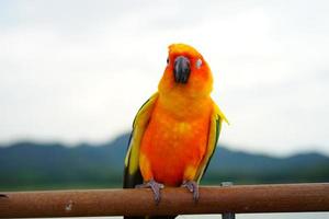 Sol conure skön ung papegoja eller fågel är aratinga har gul , orange och grön på gren ut bakgrund fläck bergen himmel foto