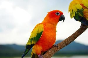 Sol conure skön ung papegoja eller fågel är aratinga har gul , orange och grön på gren ut bakgrund fläck bergen himmel foto