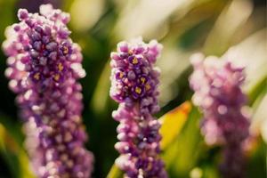 selektiv fokusering av rosa blomma foto