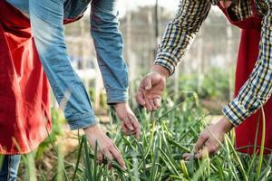 händer av bönder som observerar och undersöker en lökplantage i ett organiskt fält foto