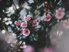 trädgård rosa kronblad blommor foto